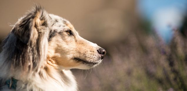 Tierarztpraxis für Hunde Bern