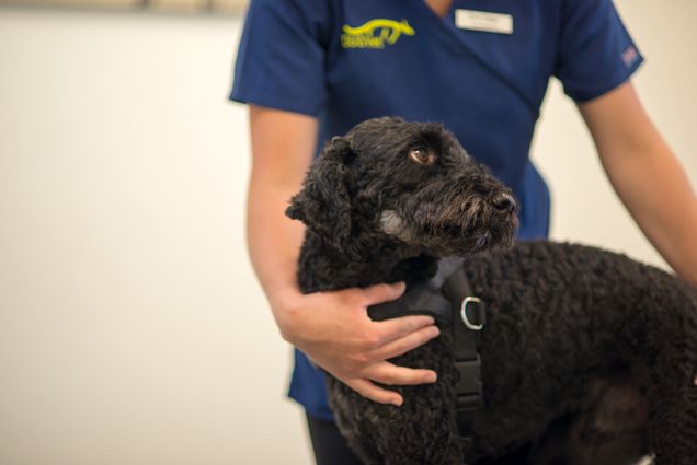 Tierarztpraxis für Hunde in der Region Bern